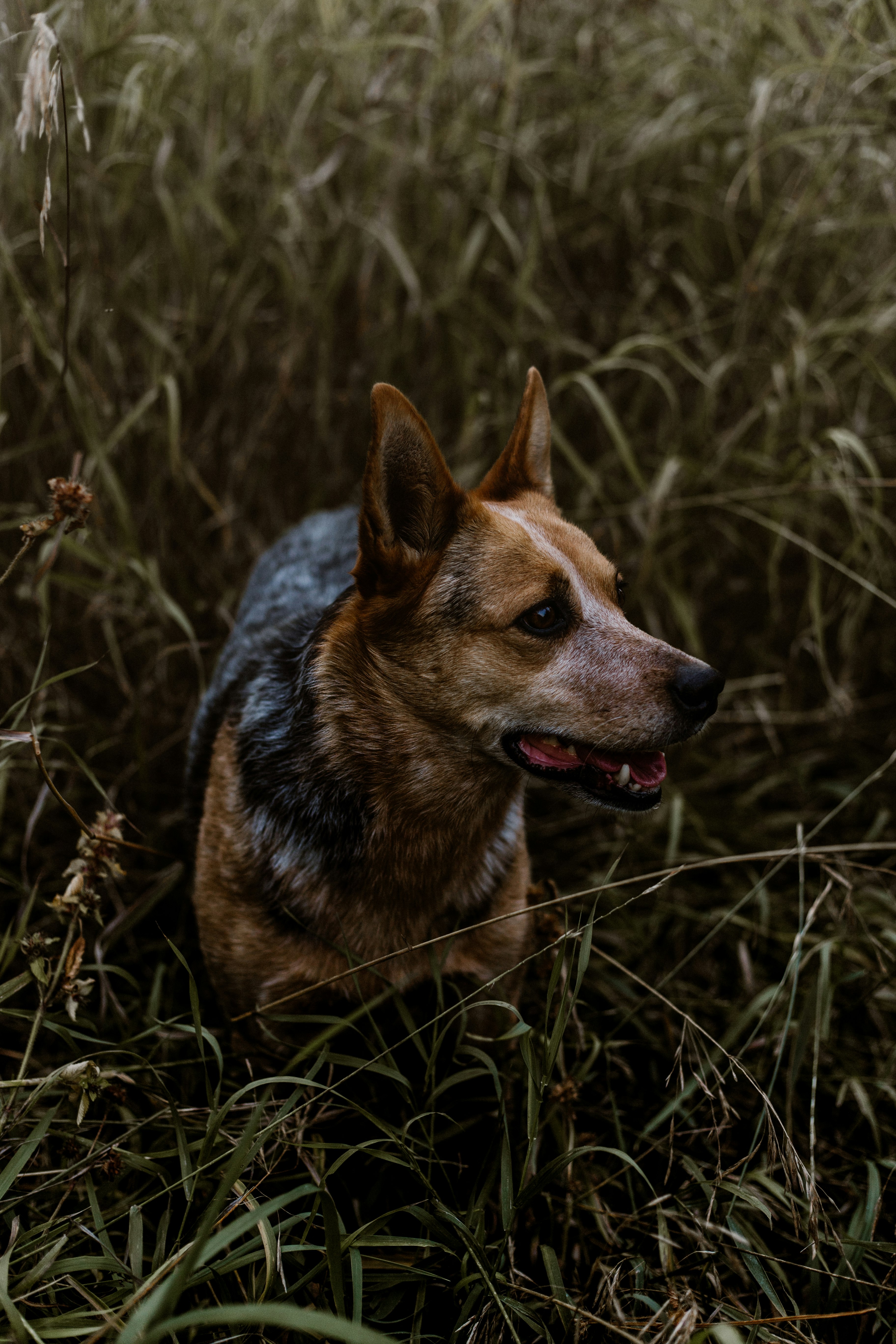 adult black and brown Australian cattledog
